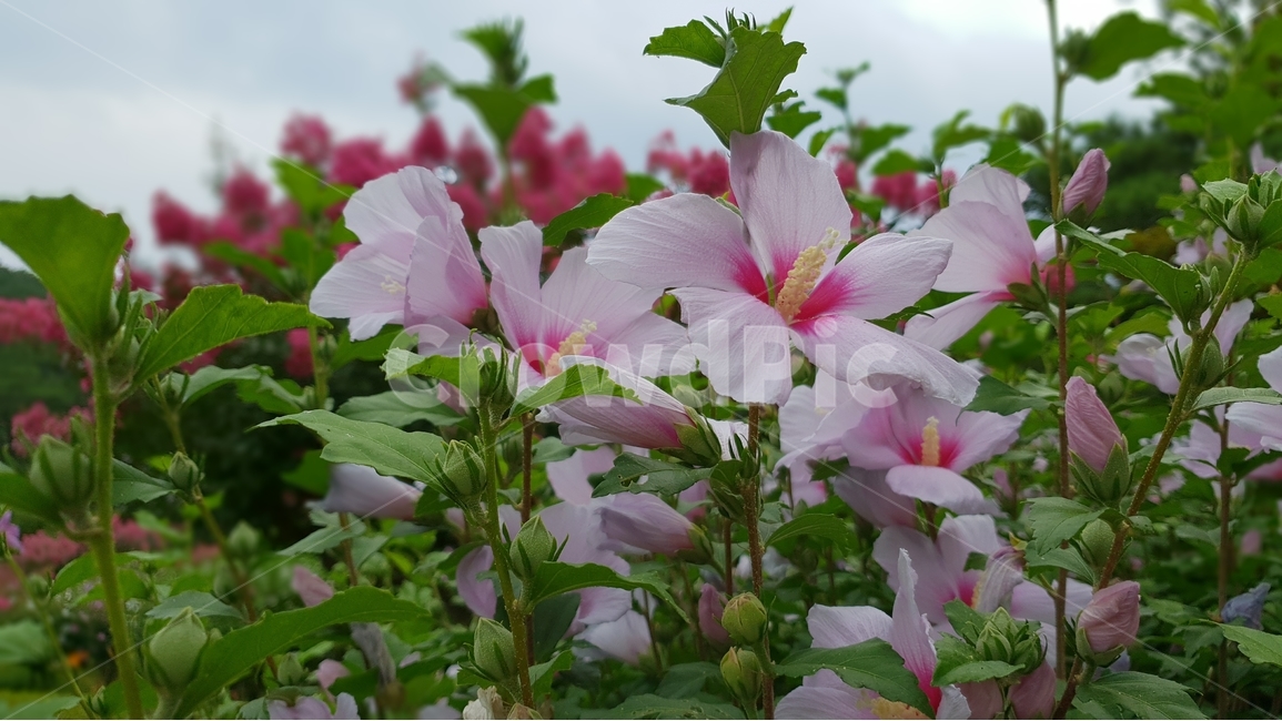 무궁화,식물,자연,꽃,여름,초록,한국,대표,나라꽃,green,nature,flower,국화,7월,8월,9월,대한민국,식물,자연,plants,nature,꽃,flower