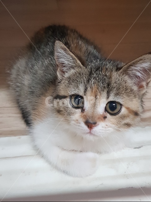 cat,pet,고양이,animal,동물,아기고양이,삼색이,야옹이,애옹이,반려동물,식빵굽는고양이,동물,animal,포유류,mammal,고양이,cat,kitten,kitty