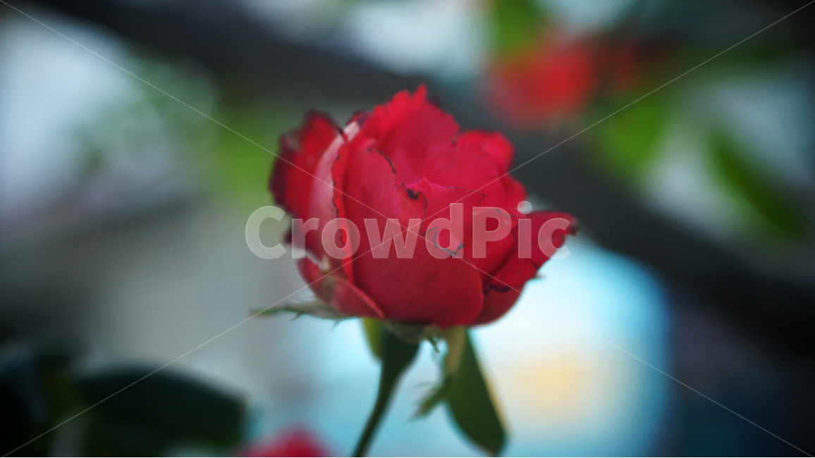 장미,꽃,분위기,빨간장미,따뜻함,flower,redrose,mood,warm,red,color,colorful,rose,식물,자연,plants,nature,꽃,flower