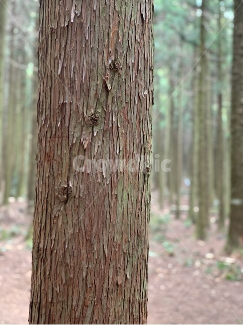 나무,숲,숲길,산책로,사려니숲길,피톤치드,tree,비자림로,비자림,편백나무,삼나무,숲속,산책,나무,trees,wood