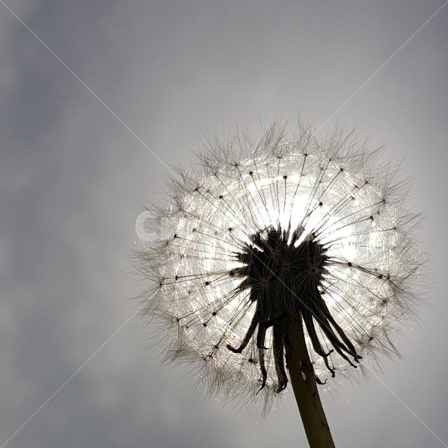 민들레홑씨,자유,태양,희망,그리움,식물,자연,plants,nature,꽃,flower