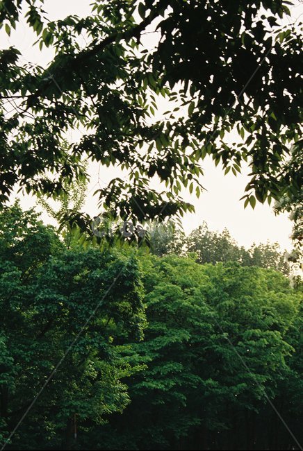 나무,tree,하늘,sky,빛,light,숲,forest,자연,풍경,nature,landscape,식물,plants,plant