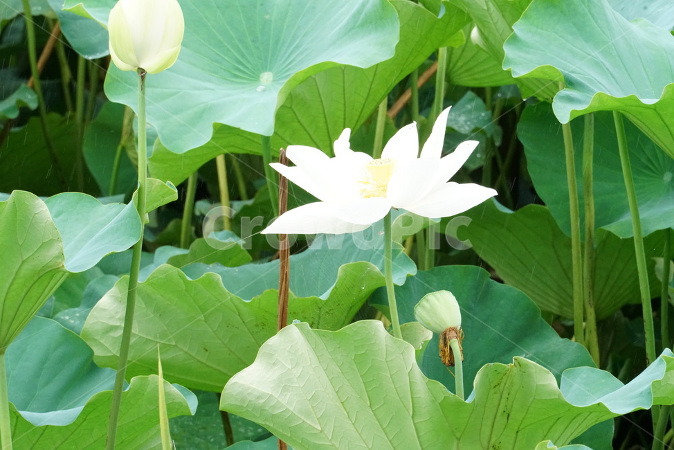 연꽃,백련,련꽃,lotus,수련과,수중식물,담수초,식물,땅속줄기