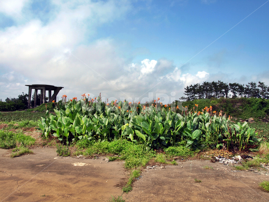 알뜨르비행장,올레10코스,올레,서귀포시,제주,자연,풍경,nature,landscape,plant,식물