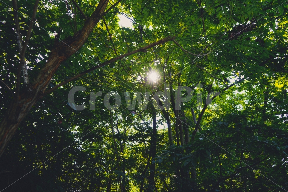 감성사진,휴식,힐링,나무,자연풍경,햇빛,여행,휴가,숲,자연,풍경,nature,landscape,여름,계절,summer,season,휴식,힐링,rest,relaxation,healing