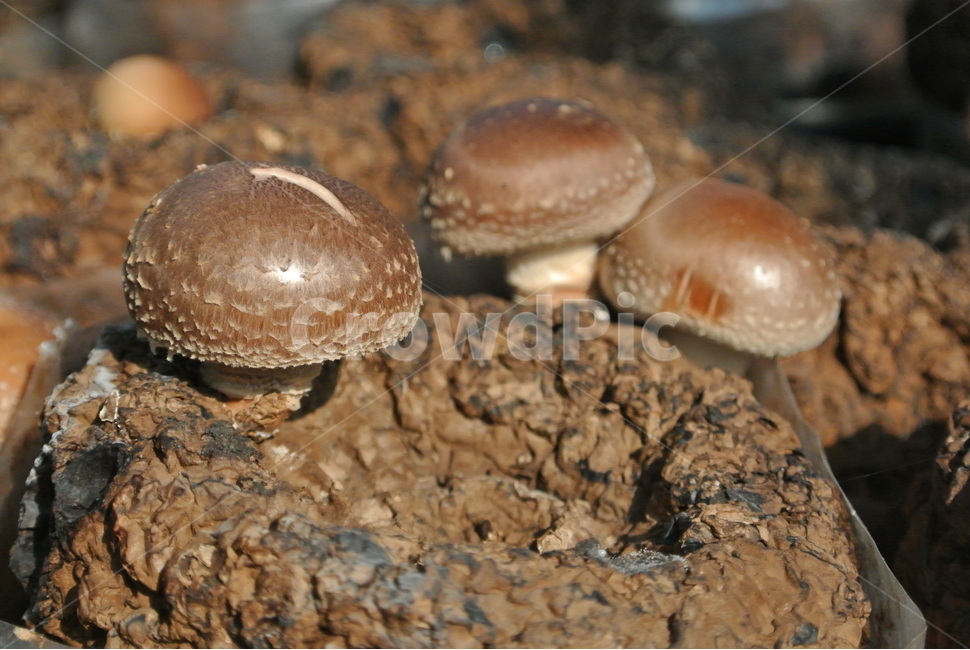 식물,버섯,표고,양식장,종균,버섯,mushroom