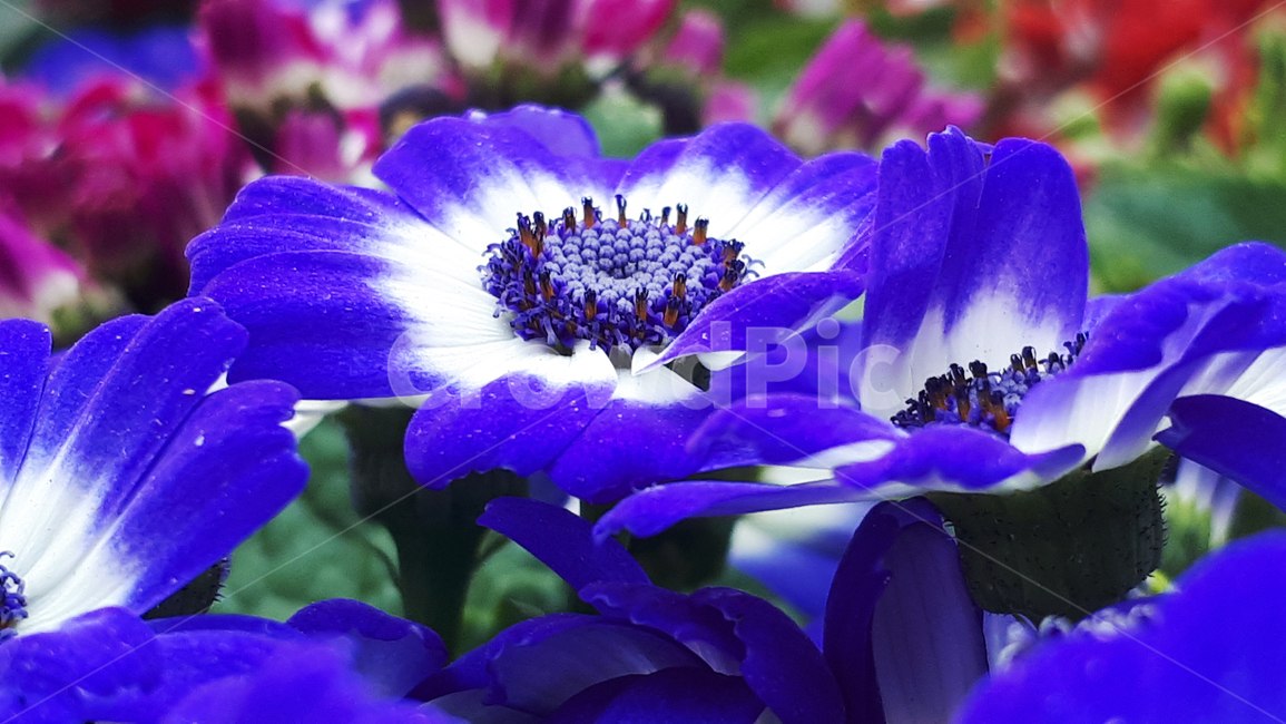 시네나리아,꽃,plant,식물,봄,flower,blossom,식물,자연,plants,nature,꽃,flower