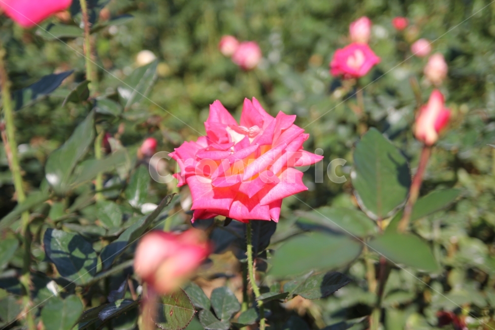 꽃,여름,꽃잎,연꽃,자연,식물,자연,plants,nature,꽃,flower