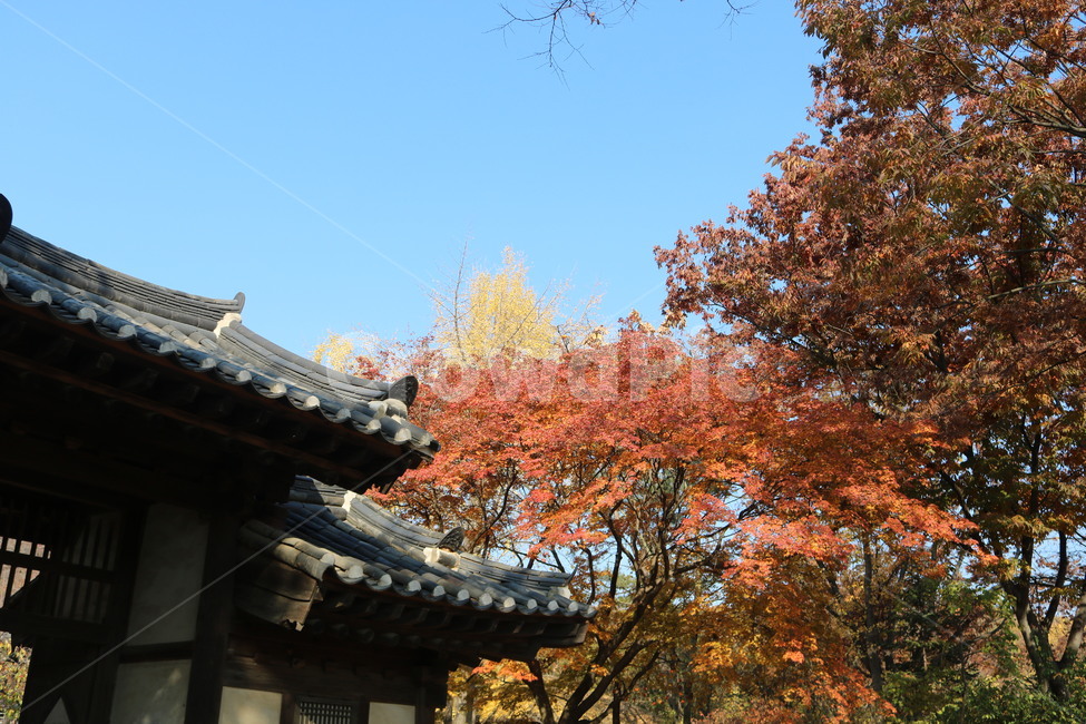 tree,나무,식물,nature,scenery,leaf,plant,잎,단풍,자연,가을,기와,건축물,building,건물,korean,한국적인,풍경,tile