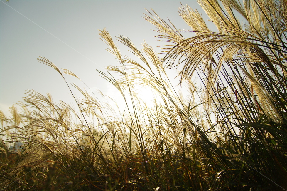 갈대,plant,식물,자연,역광,바람,가을,고즈넉함,가을,계절,fall,autumn,season