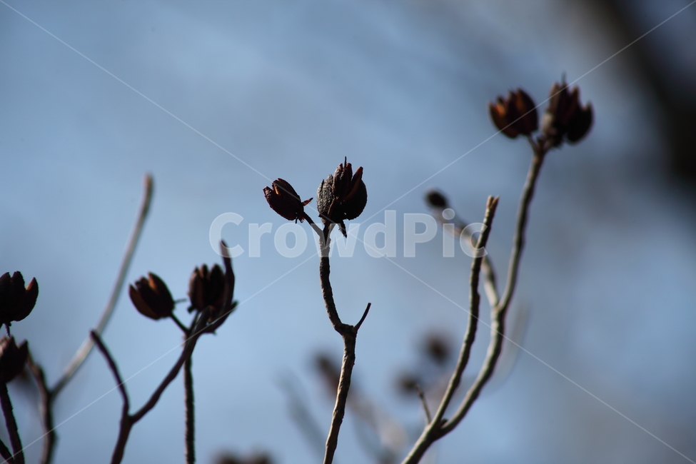 씨앗,종자,번식,식물,seed,식물,자연,plants,nature