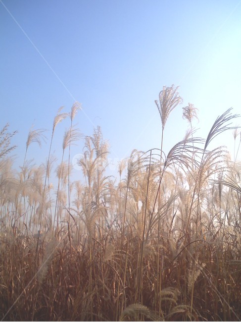 갈대,가을,하늘,바람,흔들,reed,autumn,sky,wind,wobbling,wob,공원,park