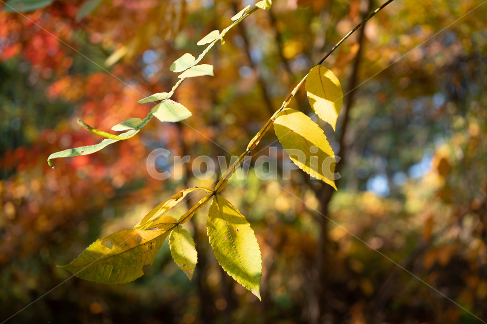 tree,나무,plant,식물,treetrunk,나무줄기,가을,단풍,숲,forest,leaf,잎,가을,계절,fall,autumn,season