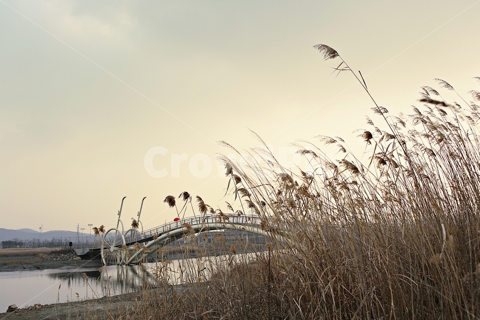 미생의다리,다리,갯벌,바다,생태공원,자연,배경,풍경,자연,풍경,nature,landscape,grass,잔디,plant,식물,lawn,reed,갈대