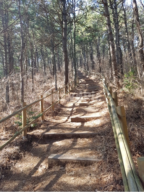 나무,식물,자연,tree,trees,plant,오솔길,등산로,trail