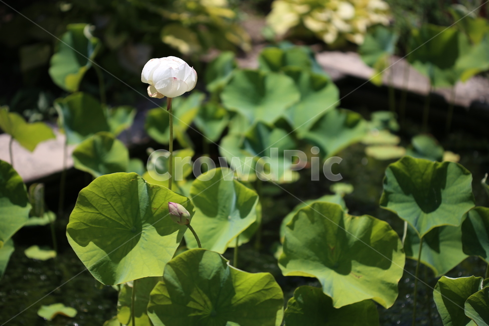 연꽃,연잎,풍경,연못,꽃,자연,수목원,여름,초록,식물,자연,plants,nature,꽃,flower