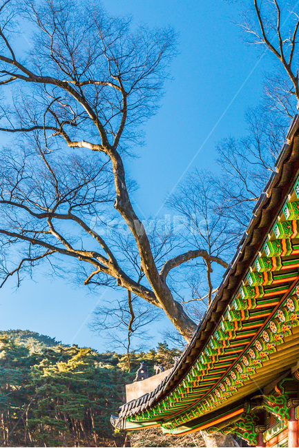 고궁,단청,문화유산,거목,행성,한국전통,한국문화,korean traditional,korean culture,식물,자연,plants,nature,나무,trees,wood,건축물,건물외관,exterior,building,structure,architecture,construction