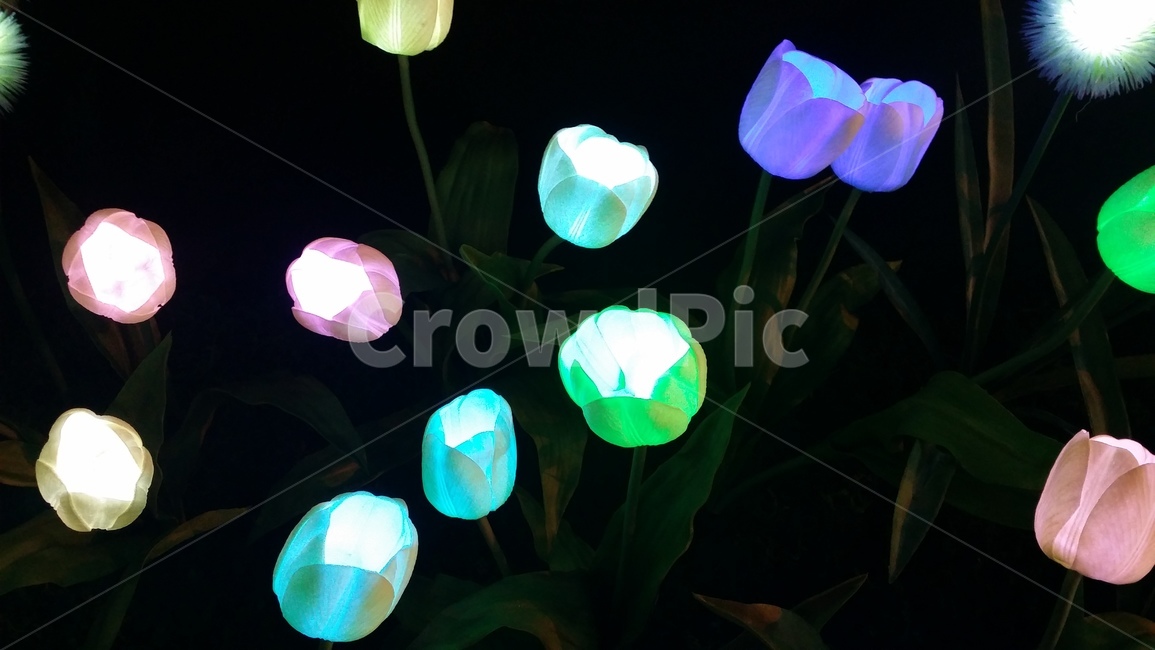 튤립,화려하게,빛나는,꽃,알록달록