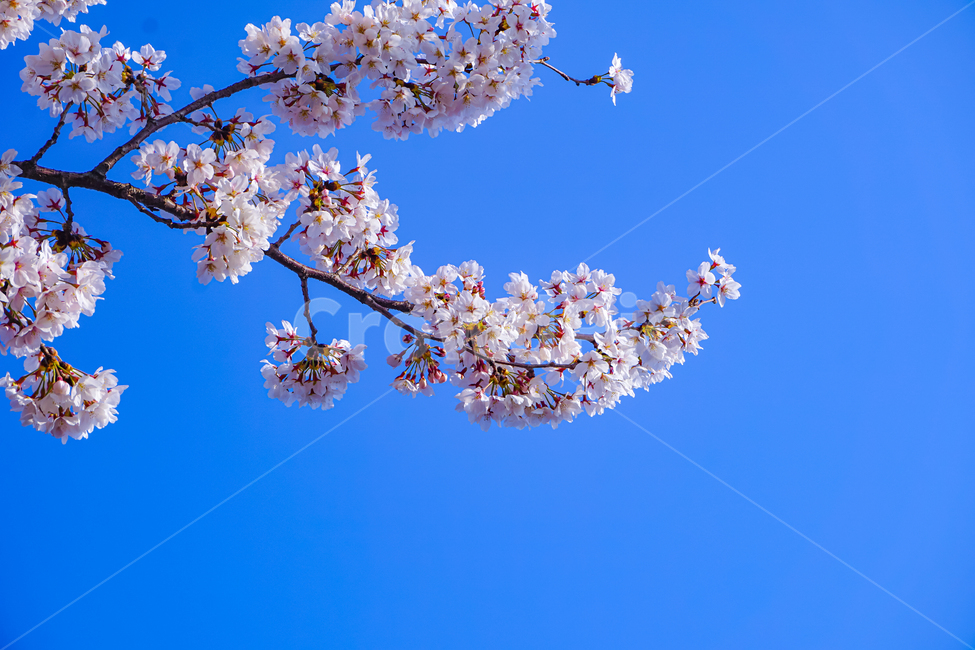 벚꽃,꽃,하늘,cherryblossom,blossom,flower,sky,plant,식물,나무,풍경,봄,spring