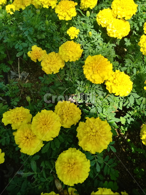 금잔화,금송화,金松花,옥동동화,성주화,당금잔,식물,꽃,plant,flower,potmarigold,관상용,한해살이풀,식물,자연,plants,nature,꽃,flower