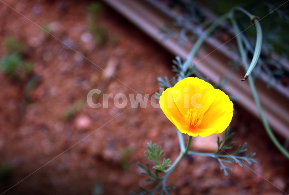 꽃,식물,yellow,플라워,작물,beauty,flower,길거리,아름다움,plant,노란꽃,식물,자연,plants,nature,꽃,flower