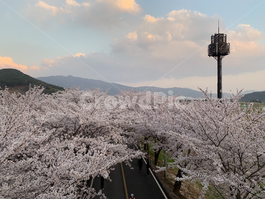 봄,유채꽃,꽃,벚꽃,힐링,자연,봄,계절,spring,season,자연,풍경,nature,landscape,plant,식물,blossom,flower