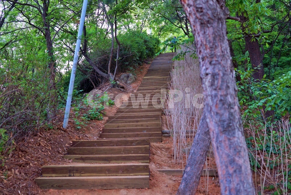 숲,숲길,계단,산,자연,오솔길,mountain,forest,stair,stairs,nature,풀,path,뒷산,뒷동산