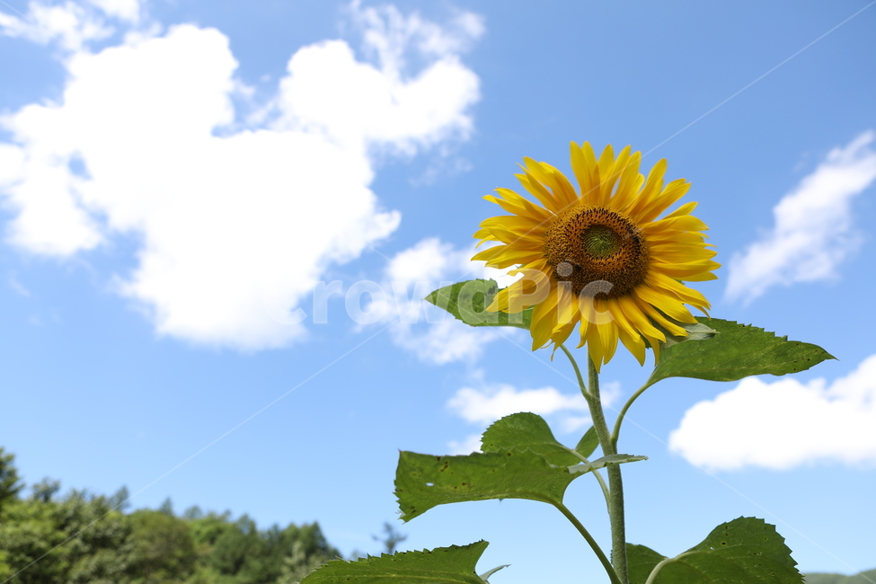 해바라기,꽃,하늘,구름,꽃밭,여름풍경,여름,여름,계절,summer,season,가을,fall,autumn,식물,자연,plants,nature,꽃,flower,plant