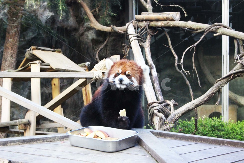 래서판다,랫서판다,랫서팬더,래서팬더,동물,동물원,팬더,동물,animal,포유류,mammal