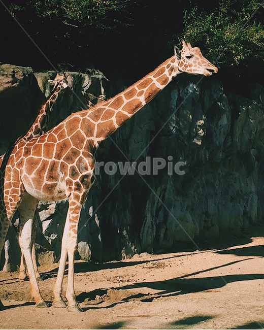 기린,동물원,감성,날씨,동물,동물,animal,포유류,mammal
