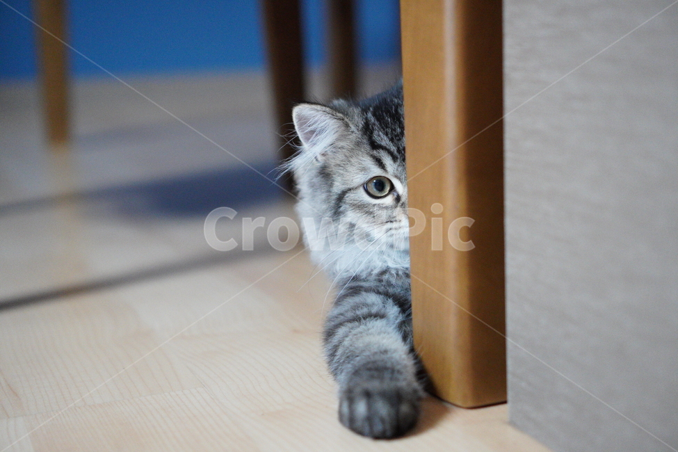 고양이,어린고양이,귀여운고양이,페르시안고양이,냥이,야옹이,반려묘,cat,cutecat,동물,animal,포유류,mammal,고양이,cat,kitten,kitty