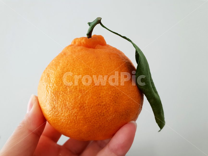 한라봉,귤,과일,tangerine,orange,음식,식재료,요리,food,cook,meal,dishes,food reserves,과일,열매,fruit