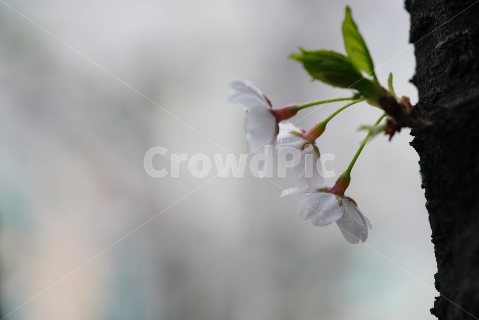 꽃,벚꽃,봄,계절,플라워,화이트,흰색,하얀색,생물,감성,느낌,식물,flower,spring,white,봄,계절,spring,season,식물,자연,plants,nature,꽃,flower,plant,blossom