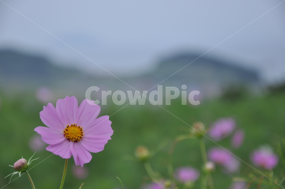 코스모스,배경,풍경,꽃,가을,보라색,초록색