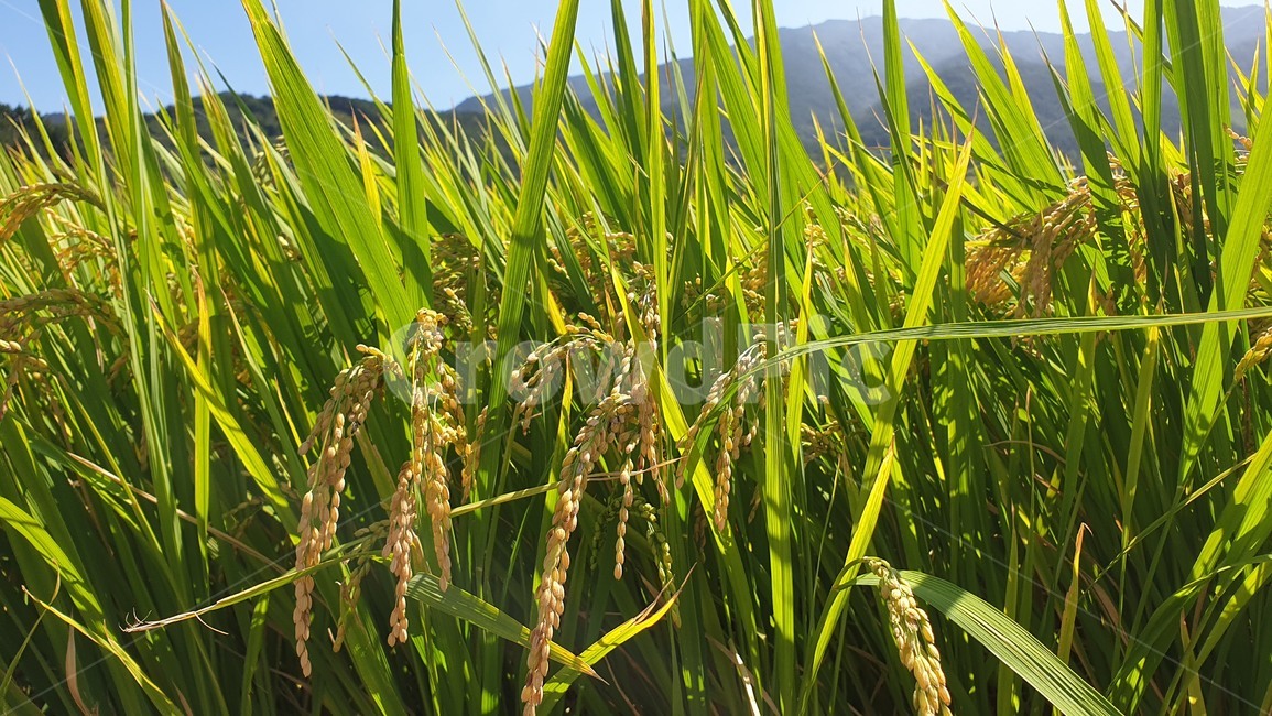 쌀,논,식물,시골,농사,농촌,곡류,곡식,cereals