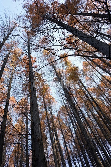 초겨울,숲,메타세콰이어,나무,자연,woods,forest,nature,가을,계절,fall,autumn,season,식물,자연,plants,nature,나무,trees,wood,tree,plant