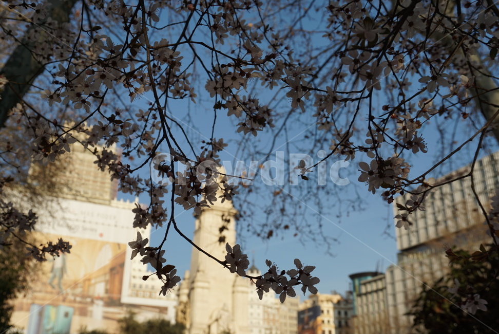 벚꽃엔딩,벚꽃,꽃,봄날씨,벚꽃놀이