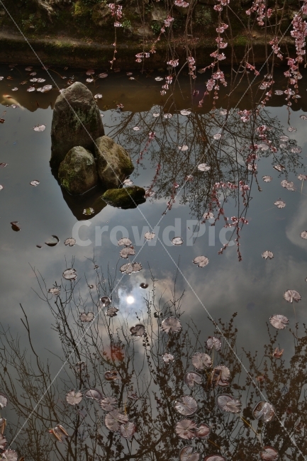 반영,하늘,꽃,연못,인연,자연,풍경,nature,landscape,outdoors,옥외,land,땅,water,물