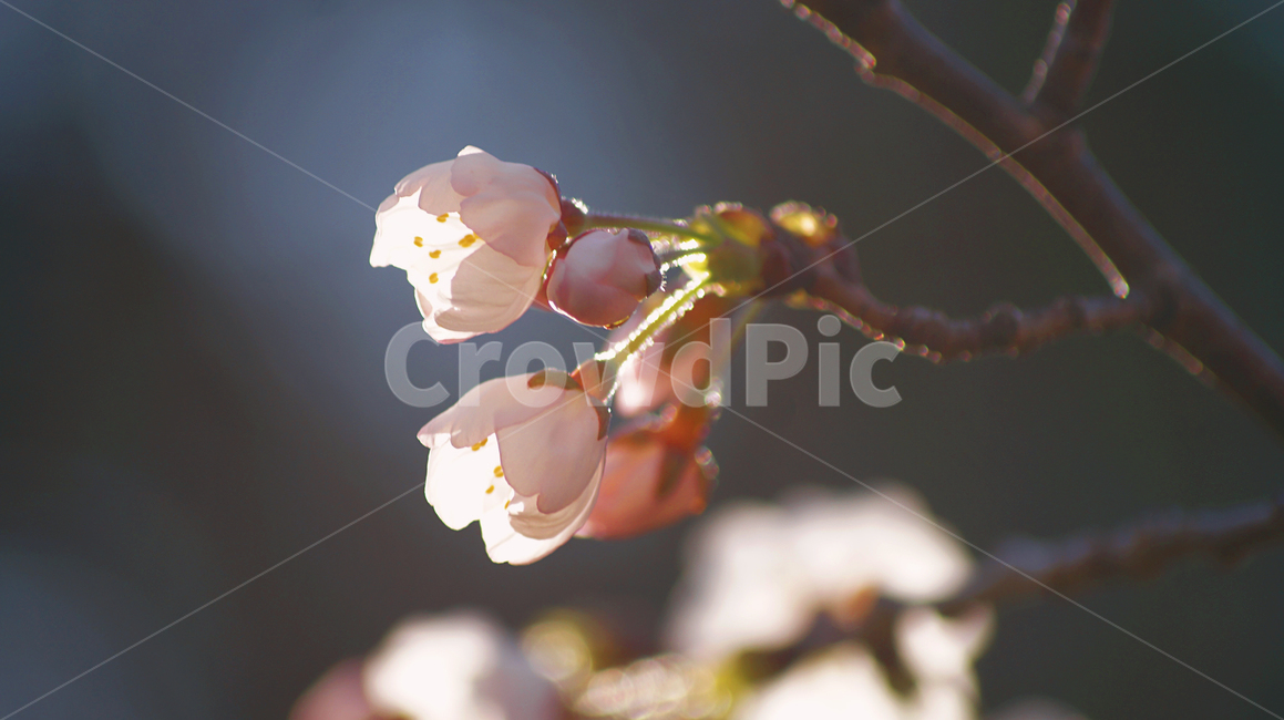 봄,꽃,벚꽃,나무,식물,cherryblossom,꽃잎,꽃보라동산,대구,한국,맑음,나들이,꽃놀이,벚꽃나무,꽃봉오리,꽃구경,피크닉,향기,사랑,설렘,spring,korea,daegu,pink,분홍,bloom,season,nature,봄,계절,spring,season,꽃,flower,plant