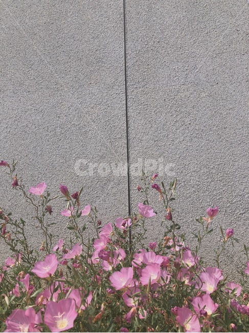 꽃,봄꽃,낮밤달맞이꽃,달맞이꽃,식물,식물,자연,plants,nature,꽃,flower