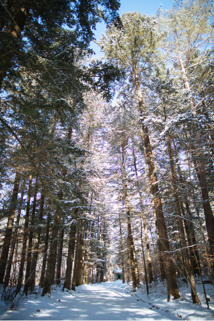 겨울,눈,스냅,감성,풍경,겨울,계절,winter,season,자연,풍경,nature,landscape,식물,plants,나무,trees,wood,plant,tree,fir,전나무
