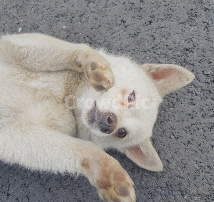 동물,강아지,개,반려동물,dog