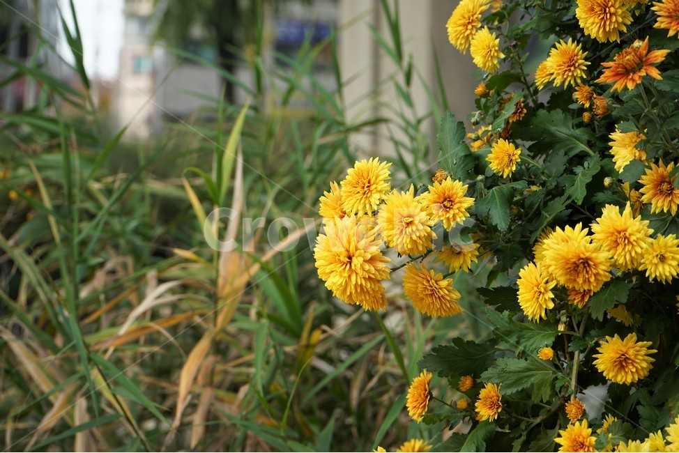 국화,가을,노랑,우아함,계절,autumn,fall,beautiful,plant,flower,가을꽃,식물,노랑꽃,꽃봉오리,국화꽃,식물,자연,plants,nature,꽃,flower