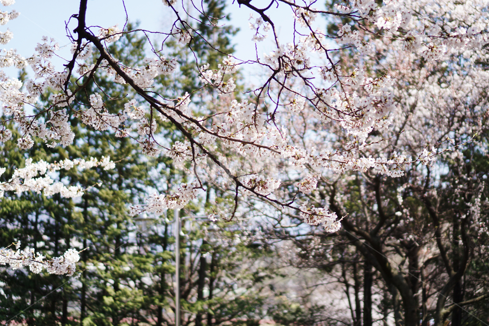 꽃,벚꽃,풍경,계절,자연,하늘,나무,감성,식물,flower,cherryblossoms,season,plants,nature,sensible,feeling,자연,풍경,nature,landscape,plant,blossom
