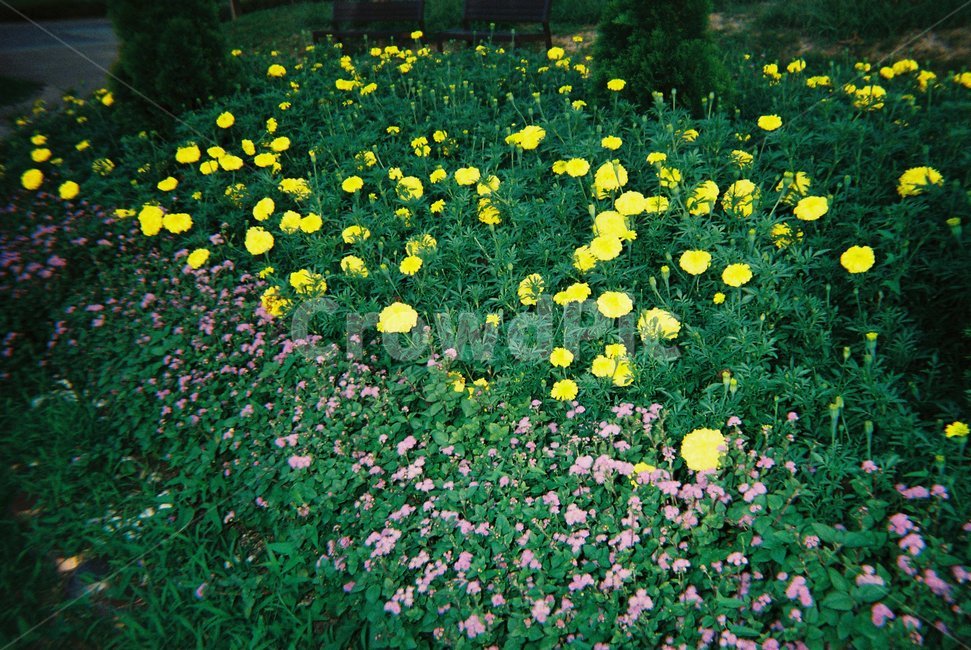 outdoors,꽃,풀,flower,plant,봄,꽃,flower