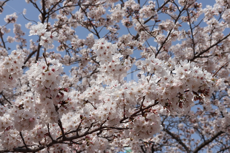 꽃,벚꽃,flower,cherryblossom,spring,봄,4월,나무,tree,자연,식물,벚나무,꽃나무,봄,계절,spring,season,식물,자연,plants,nature,꽃,flower,plant,blossom