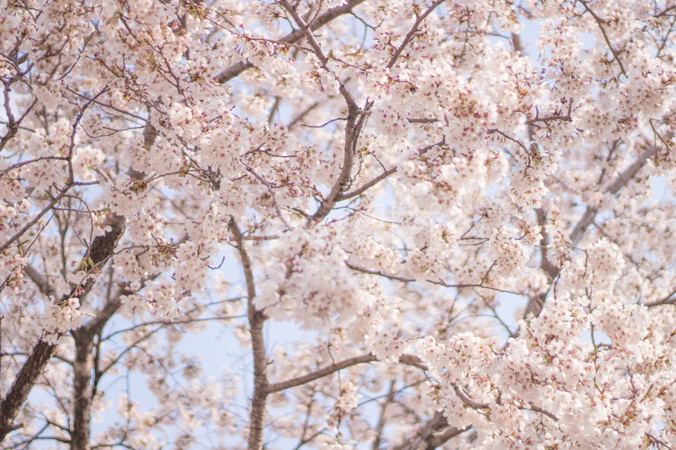 벗꽃,봄,나무,핑크,힐링,봄,계절,spring,season,자연,풍경,nature,landscape,plant,식물,flower,꽃,blossom,cherry blossom,벚꽃