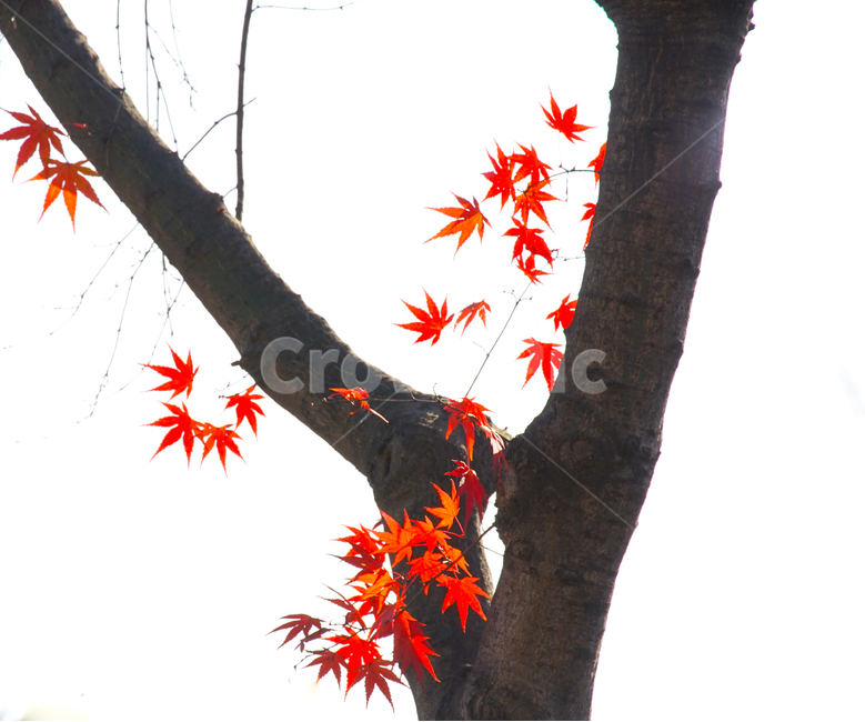 단풍,12월,겨울,늦가을,초겨울,나무,식물,감성,계절,가을,계절,fall,autumn,season,식물,자연,plants,nature,plant,leaf,잎,tree,maple,maple leaf,단풍잎