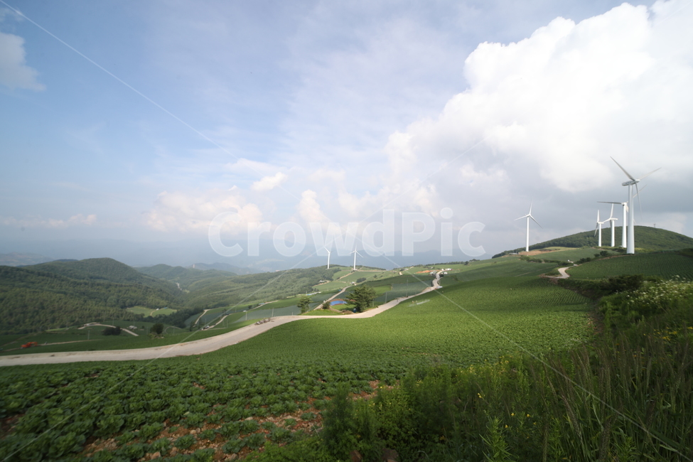 바람의언덕,풍차,배추밭,초록초록,여름풍경,자연,풍경,nature,landscape
