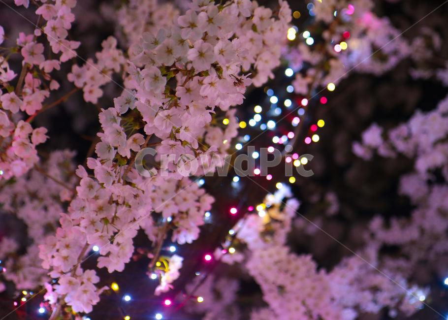 벚꽃,꽃,핑크색,pink,분홍,밤,조명,봄,계절,spring,season,야경,밤,풍경,nightscape,night,landscape,plant,식물,blossom,flower